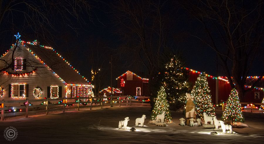 The sheperd tending his flock of sheep with Christmas lights.