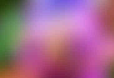 The Evil Pixie on the roof and the Pirate on the porch.