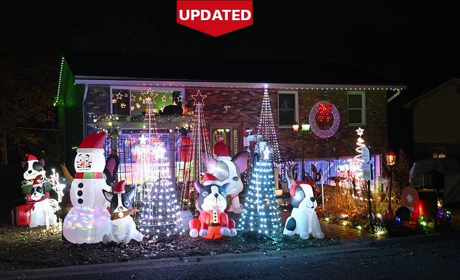 Boston Terriers galore for Christmas in Arnold Mo.