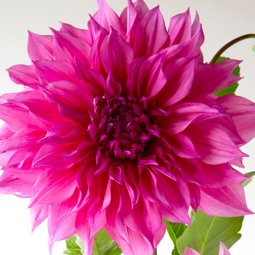 Cafe Au Lait Rose | Dooryard Farm
