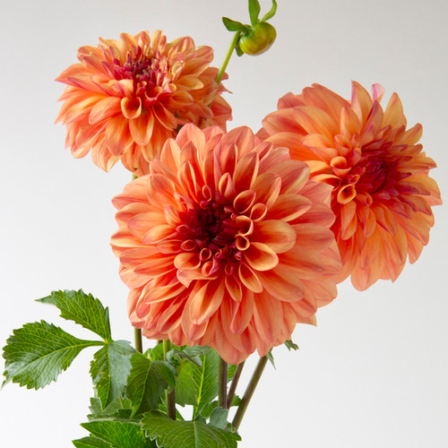 Ferncliff Copper | Dooryard Farm