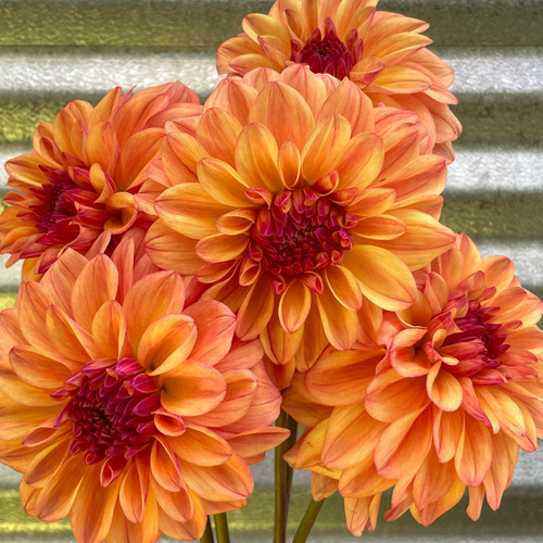 Ferncliff Copper | Dooryard Farm