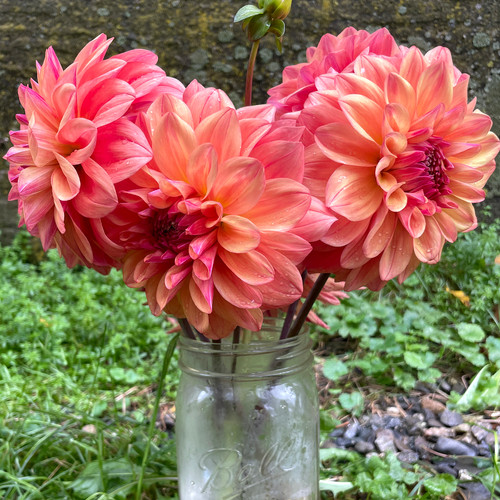 Ferncliff Copper | Dooryard Farm