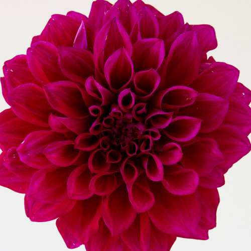 Amulet | Dooryard Farm
