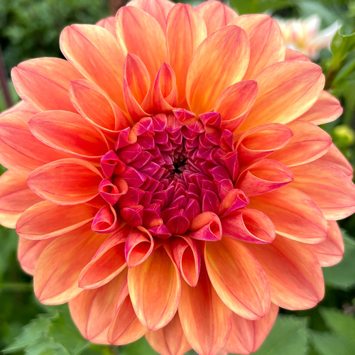 Ferncliff Copper | Dooryard Farm