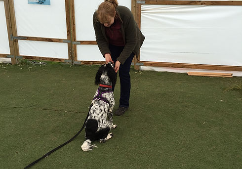 Gun Dog Training