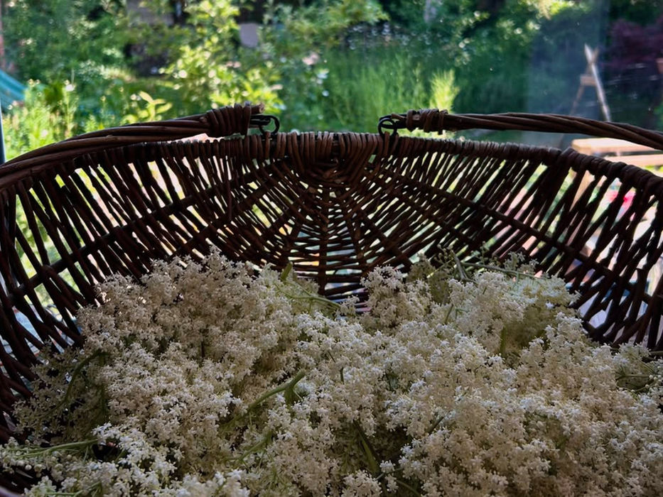 Foraged elderflower