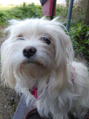 MY DOG AND I MATTER - JUST AS MUCH