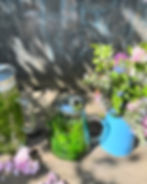IMG_6955.jpeg