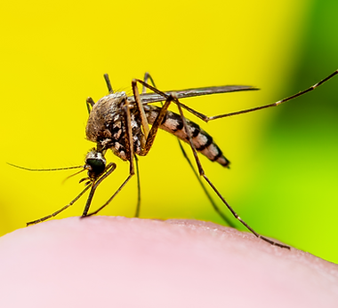 Stechmücke auf Haut – typisches Bild für blutsaugende Insekten wie Mücken, Flöhe oder Bettwanzen.