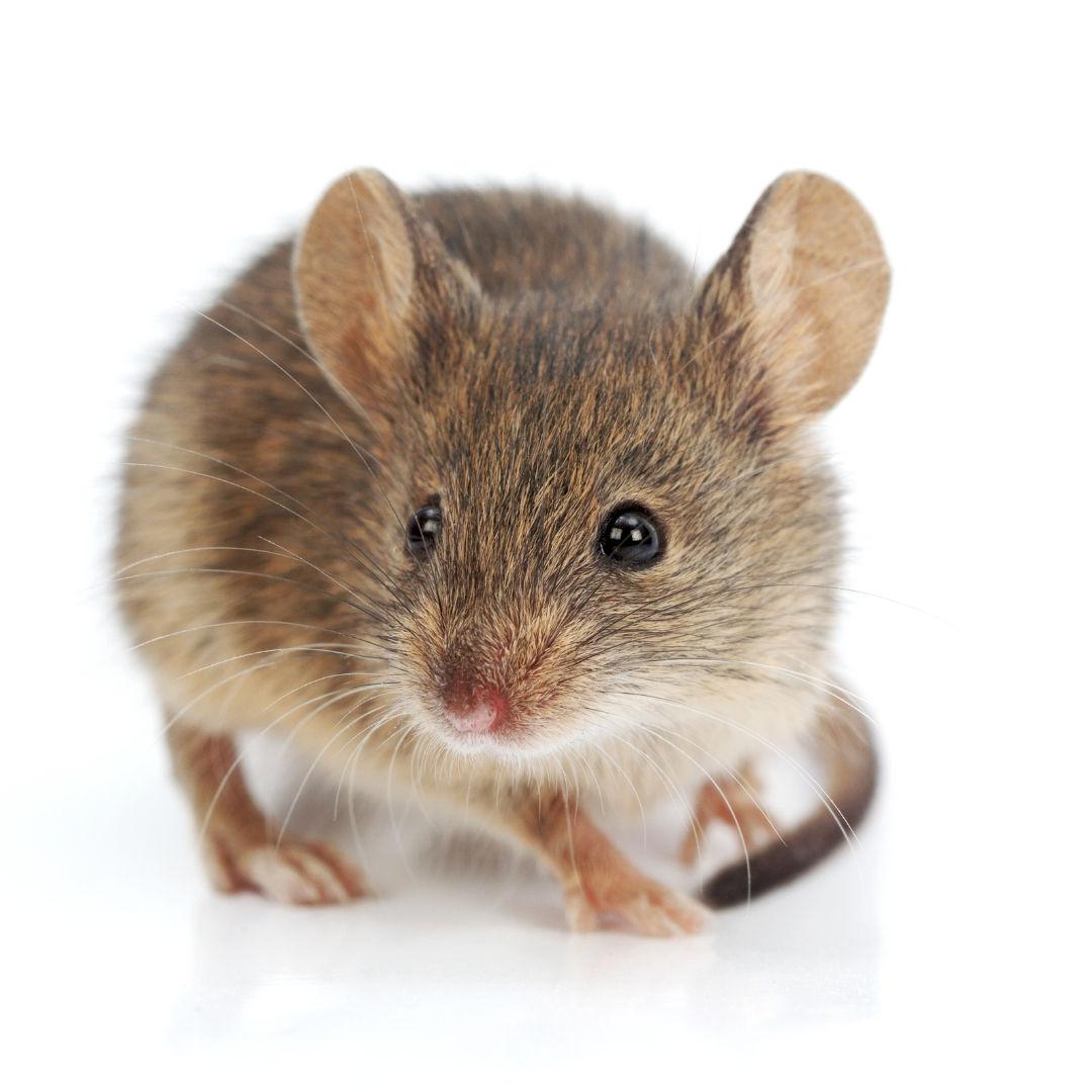 Hausmaus (Mus musculus) mit grossen Ohren und spitzem Gesicht – typischer Vorratsschädling auf hellem Untergrund abgebildet