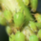 Grüne Blattläuse (Aphidoidea) auf Pflanze – saugen Pflanzensaft, schwächen das Gewächs und fördern Rußtau durch Honigtau.