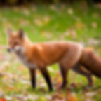 Rotfuchs (Vulpes vulpes) mit rötlichem Fell und buschigem Schwanz steht aufmerksam auf herbstlicher Wiese mit Laub