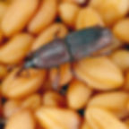 Kornkäfer (Sitophilus granarius) auf gelblichen Getreidekörnern, gut sichtbarer Rüssel und länglich geriffelter Körper.