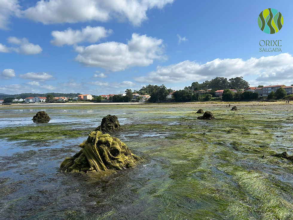 algas nas costas galegas - Orixe Salgada