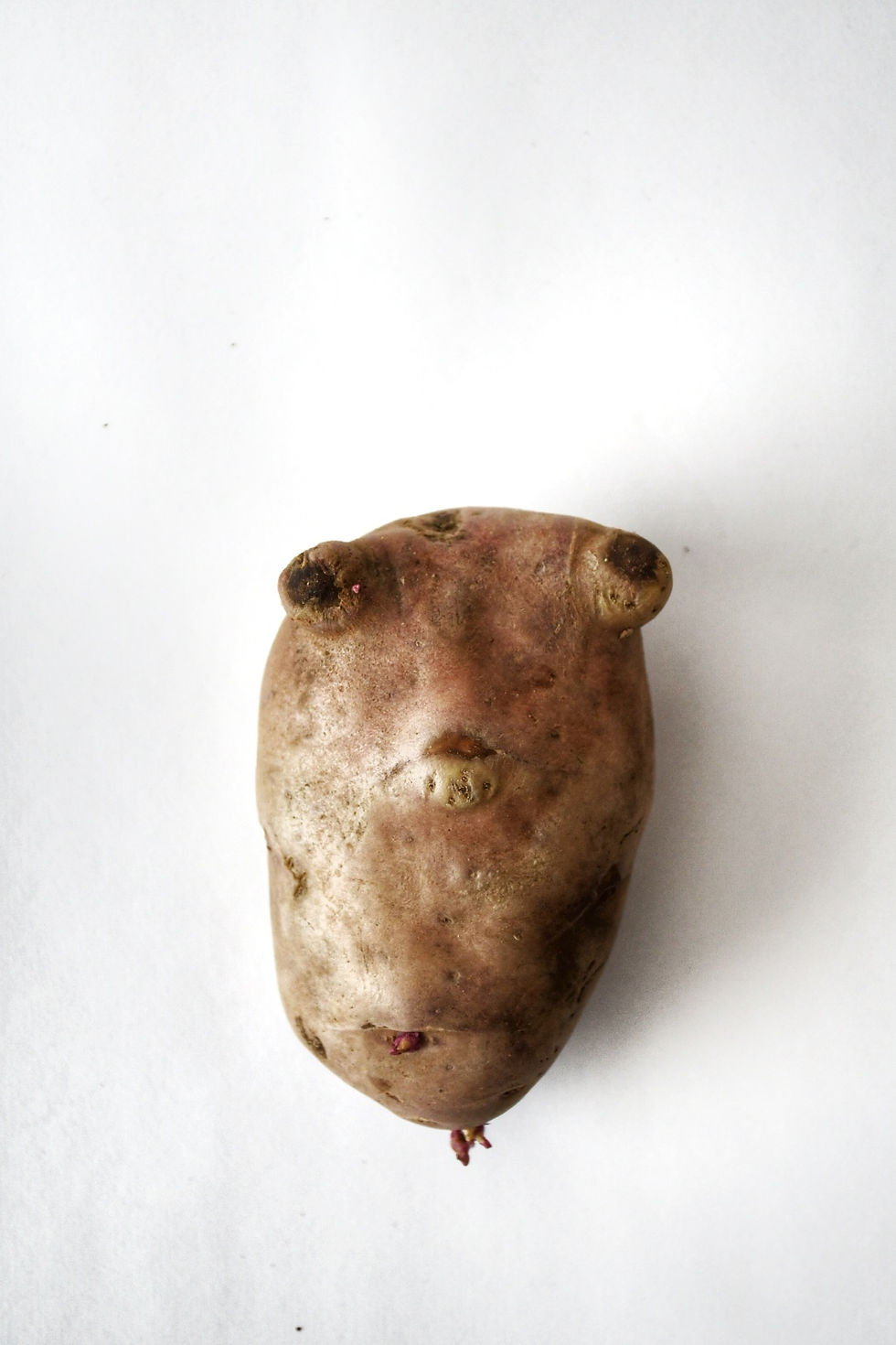 Retrato de "Morritos", una patata con forma de cara sobre fondo blanco. Pareidolia.