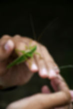 Un saltamontes se apoya en las manos de un niño que lo sostiene con delicadeza.