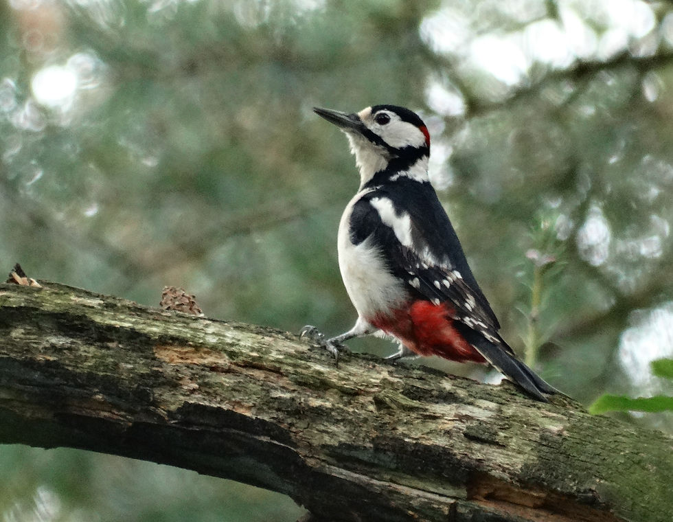 Karin Kuik - Specht2