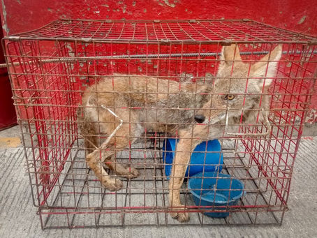 Acolman reintegra a su hábitat natural a un coyote rescatado