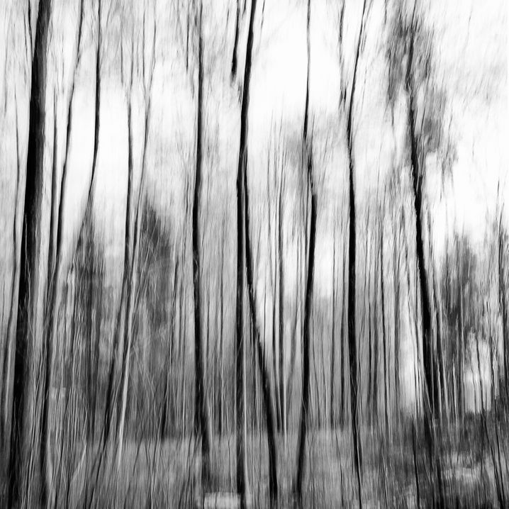 Wald, Bewegungsunschärfe, SW-Filmfotografie, Analog, Wald in der Bewegungsunschärfte, Mittelformat