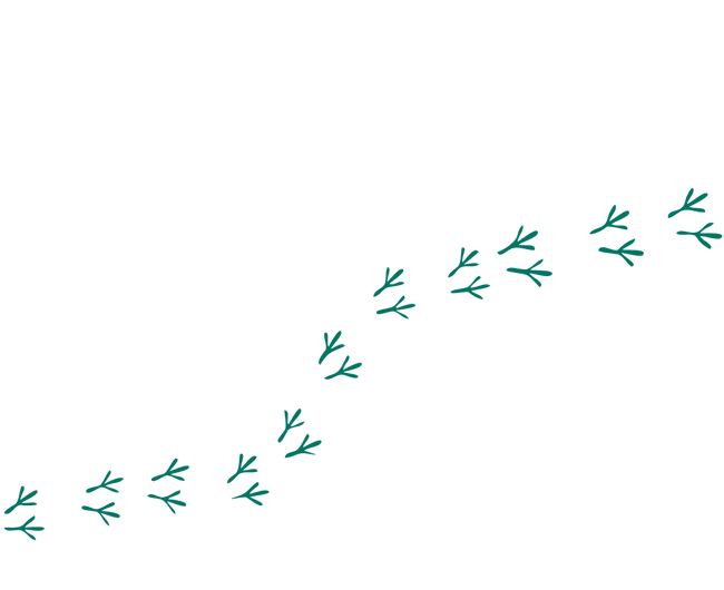 carbon footprint