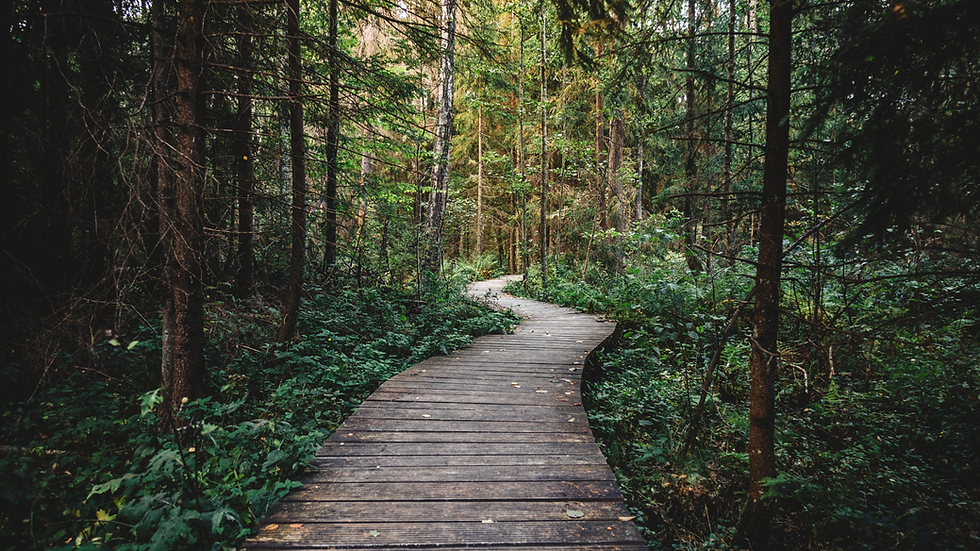 forest background design.png