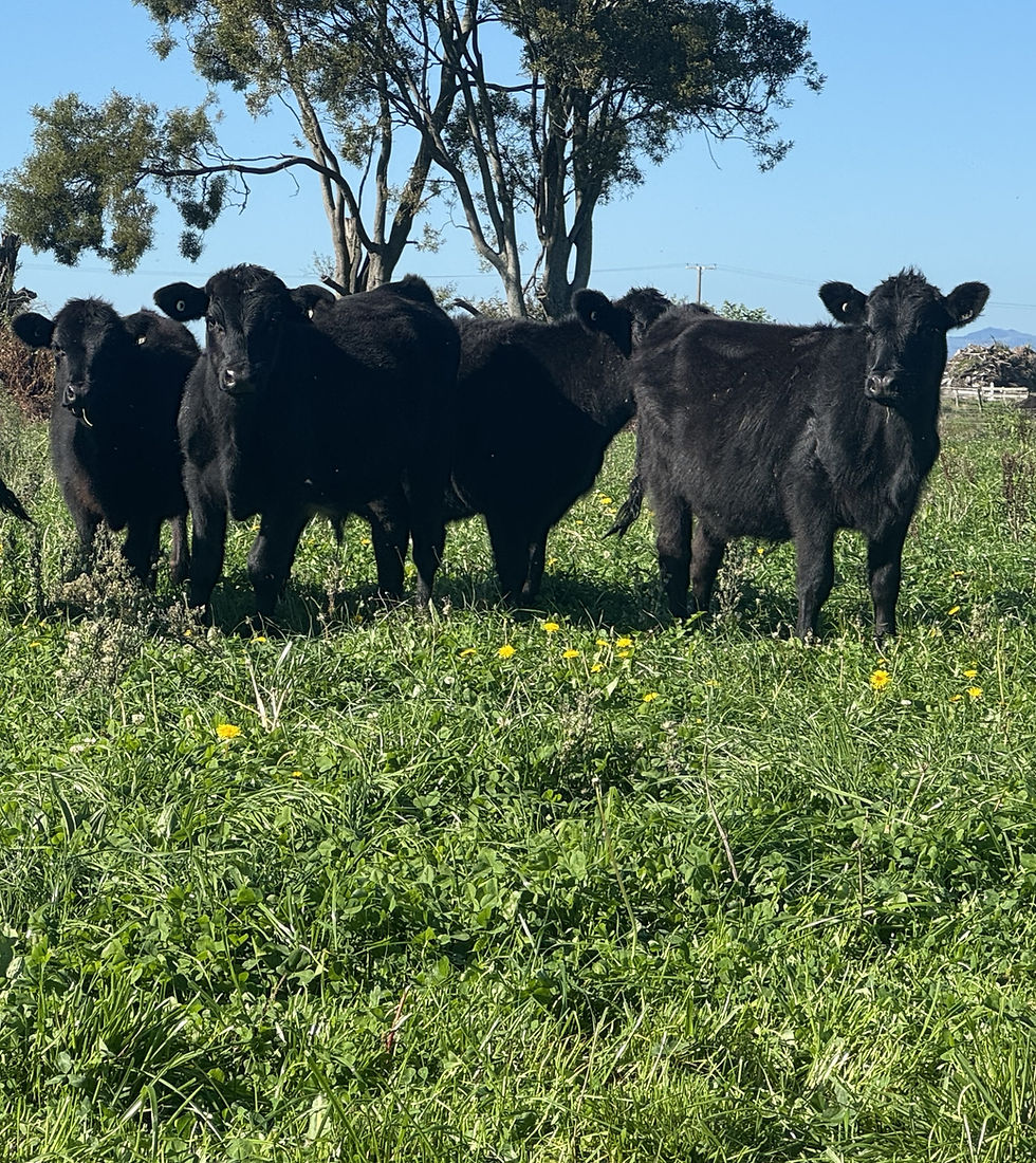 Adding value to Non replacement calves photo.JPG