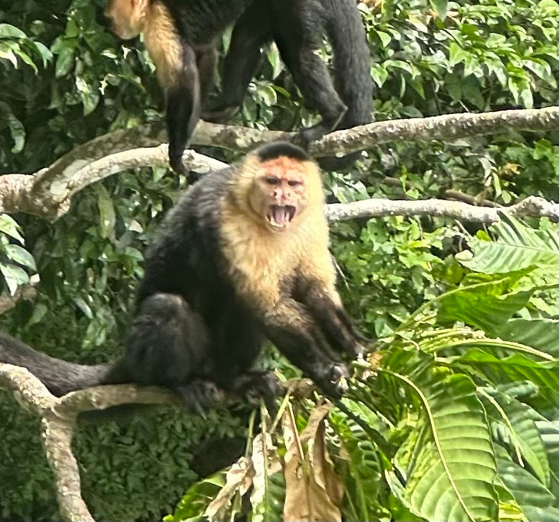 Capuchin Monkey Panama Canal Fishing
