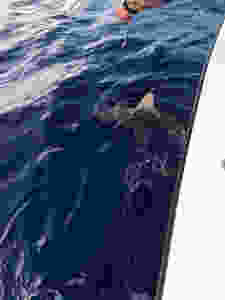Bill Matthews Outdoors, Catching Sharks in Hawaii