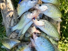 October Crappie