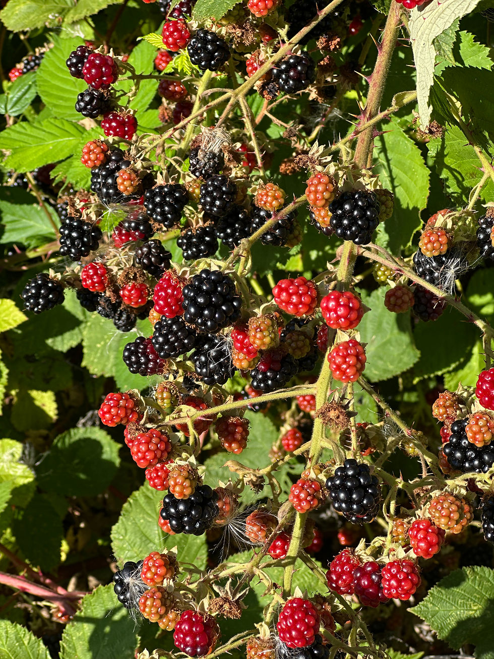 Blackberry S'mores: A Pacific Northwest Summer Delight