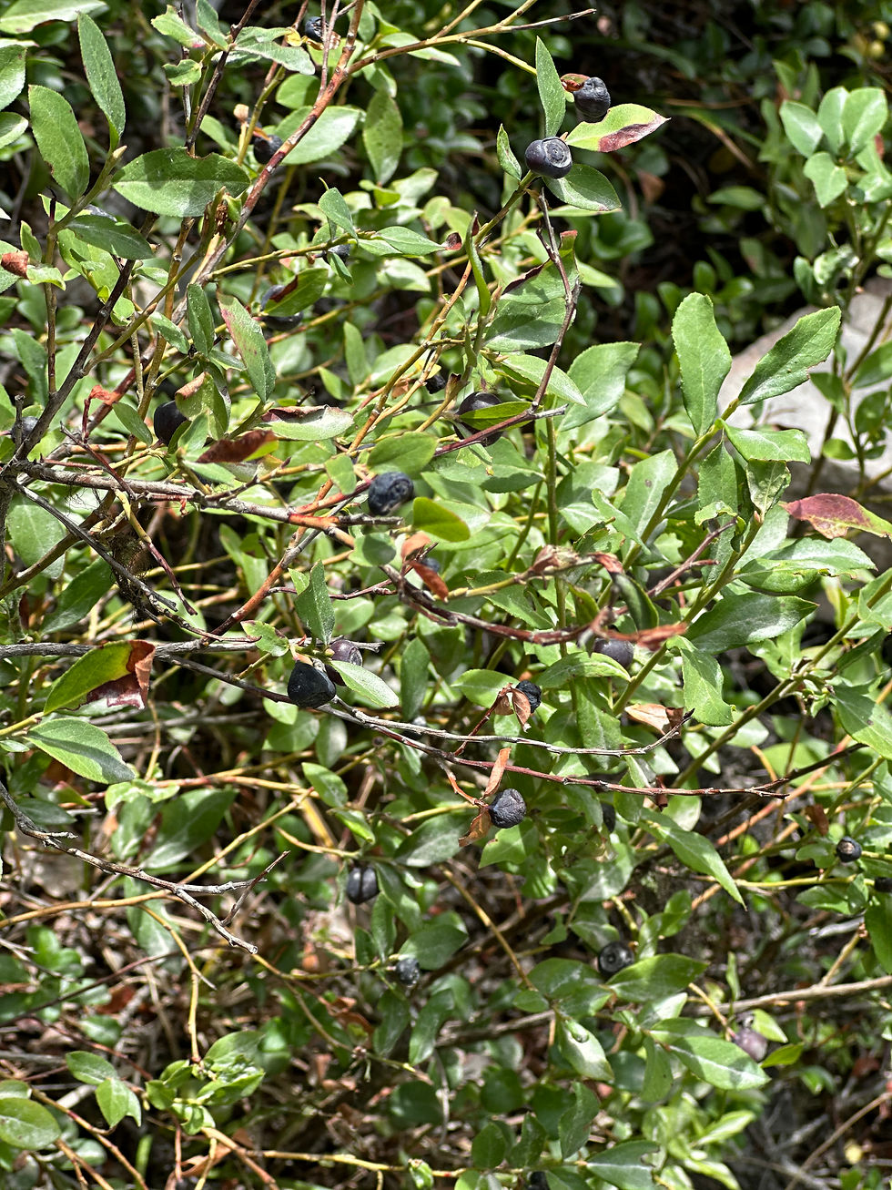 Hucklebery bush
