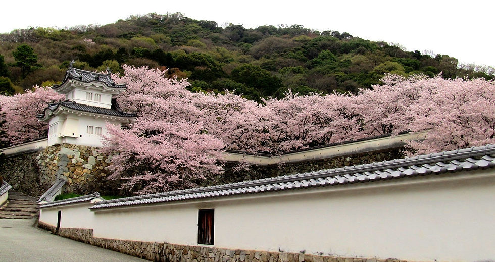 2013-04-06 桜 3.jpg