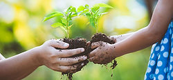 Environment-Sustainability.jpg