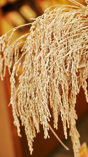 Risplanter fra Vietnam