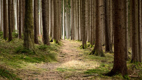 Do Introverts hate Agile?