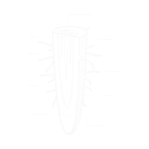 Root - Texture 1 (1) 25 sm.png