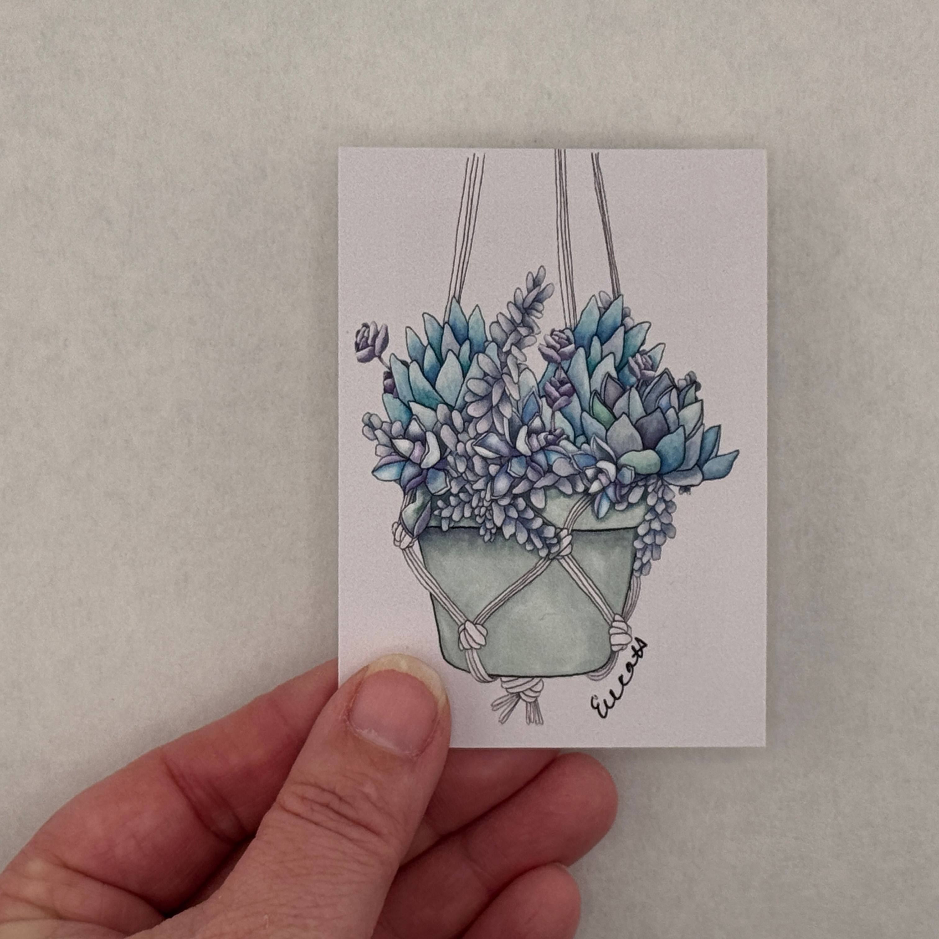 ACEO Signed Limited Ed. Print - Original Art by Erica H - Hanging Succulent