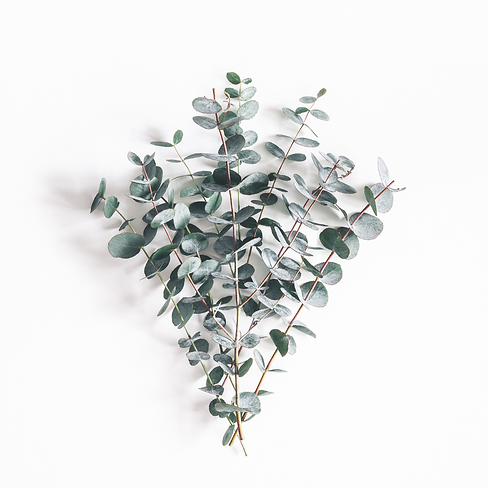 Eucalyptus.png