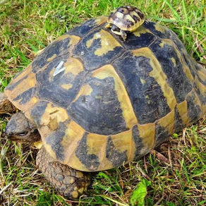 La tortue d’Hermann : 7 choses que vous ne saviez peut-être pas 🐢🌿