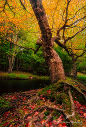 Rogers Brook Trail, Kejimkujik National Park