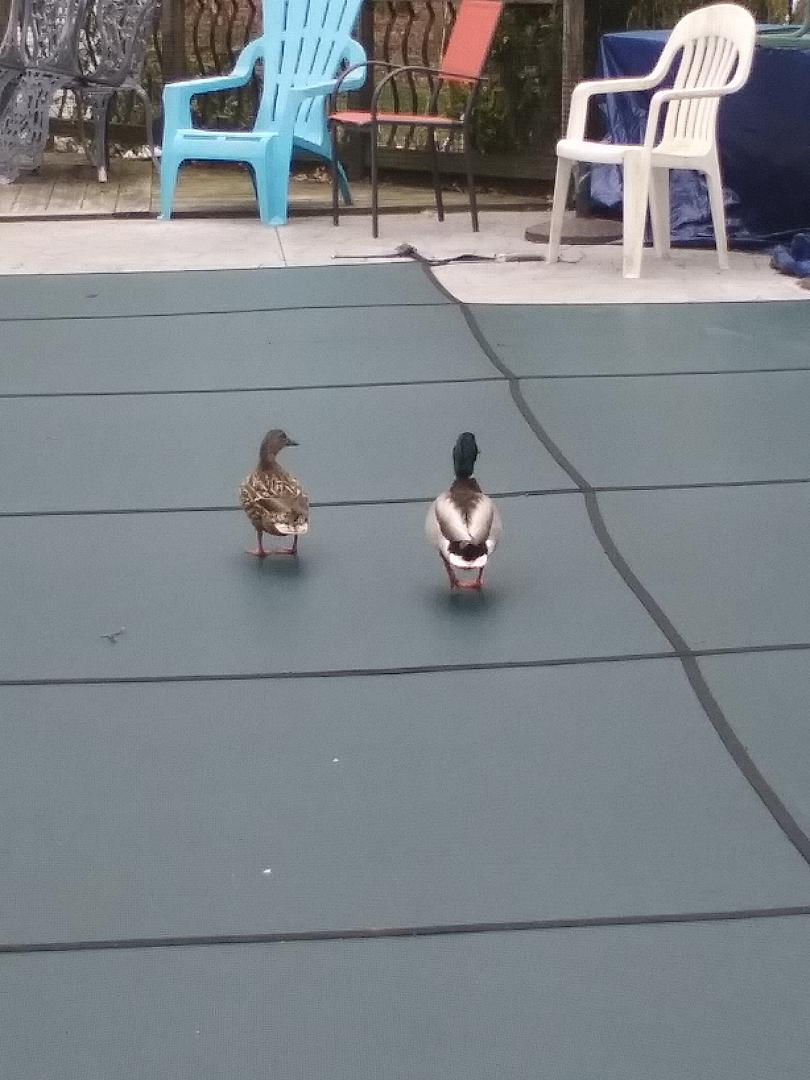 Duck, Duck, swim? A little bit of history and a tease of Spring.