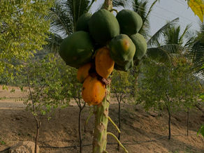 Bearing Fruit In All Season