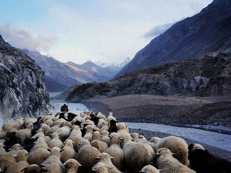 Jesus - "The Psalmist's Shepherd"