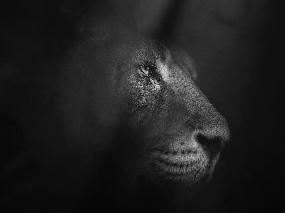 Many look at Daniel as the man who was thrown into the lion's den and was saved by God. How many see Him as the man who God trusted to be thrown into a den of lions - a man God could rely on to believe that He would protect Him when he called on Him? A man God could trust not to leave Him when faced with pain.