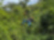guide-soaring-jungle-canopy-zipline-tour-belize.jpg