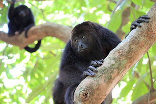 belize-howler-monkeys-tour-from-hopkins.jpg