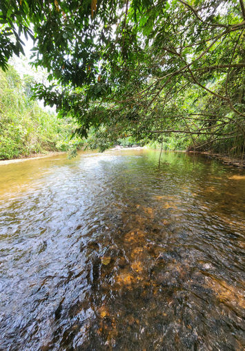 A gently flowing river surrounded by dense forest and rocky shores, illuminated by sunlight