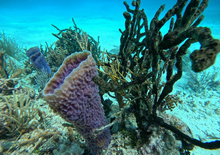 hopkins-belize-snorkeling-adventure-with-bucketlist-tours