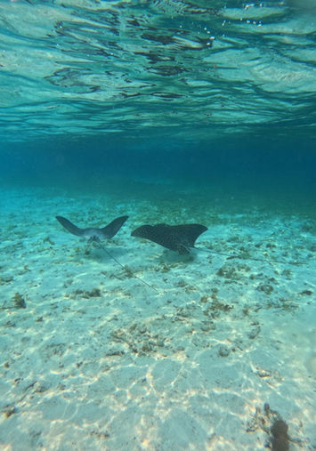 Belize Barrier Reef snorkeling tour with views of coral gardens and sea turtles
